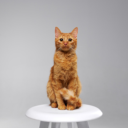 Red cat sitting on a white table on a gray background.