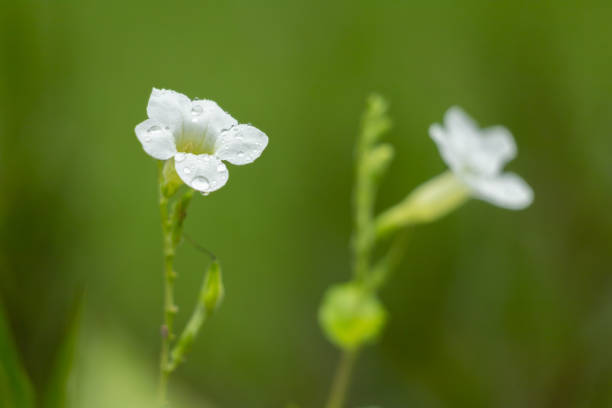 Gratiola officinalis flower stock photo