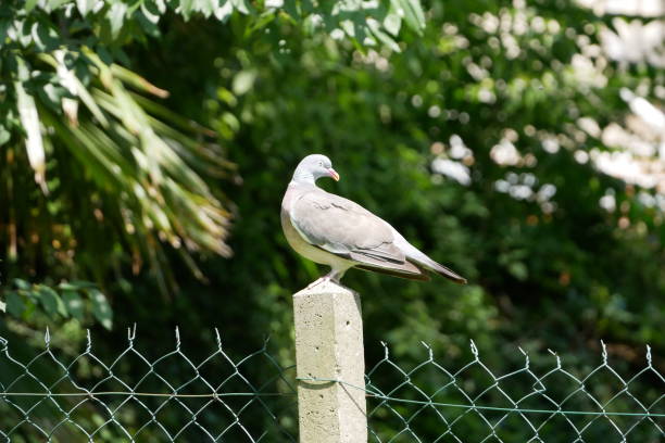 istock A pigeon in the garden 1329699341