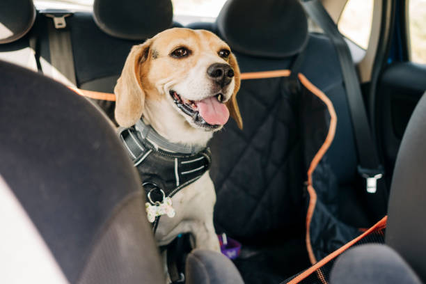 beagle-hund, der in einem auto reist - zuggeschirr stock-fotos und bilder