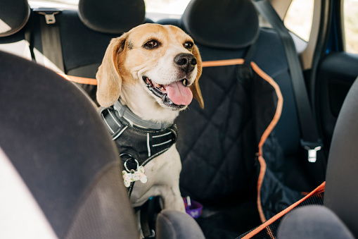 beagle dog traveling inside a car
