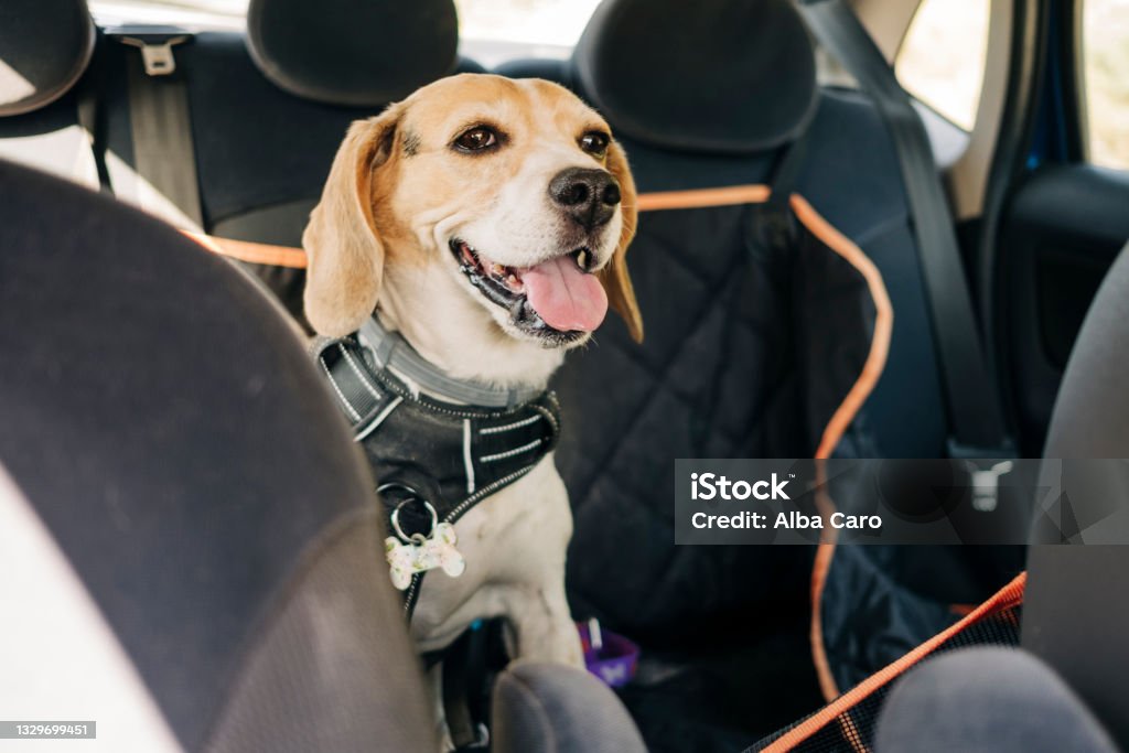 beagle dog traveling inside a car Dog Stock Photo