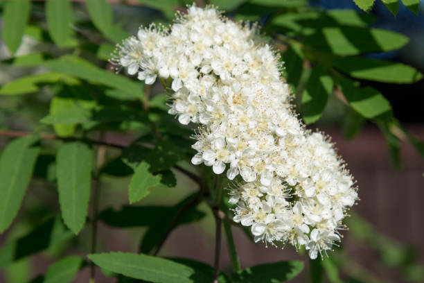 istock White spirea flowers illuminated by the sun 1329700047