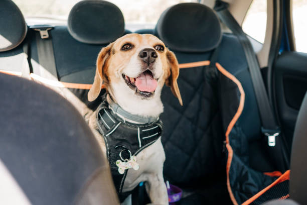 istock happy beagle dog traveling inside a car 1329700097