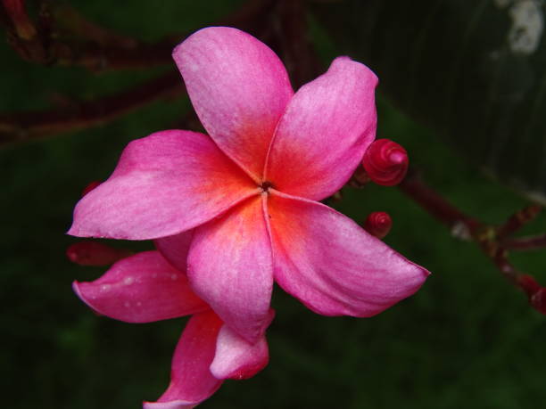 istock THE FRANGIPANI BLOSSOMS 1329701655