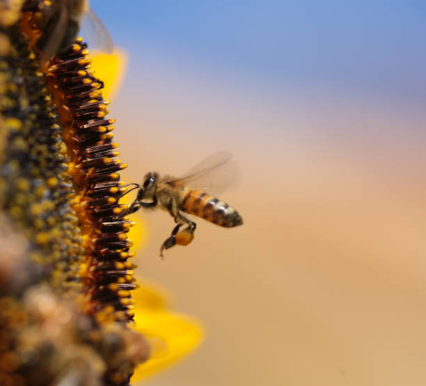 istock bee bees pollen honey flower macro 1329702285