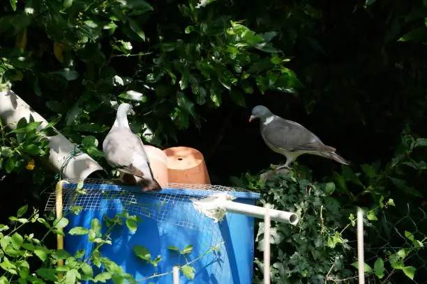 Photo of Two pigeons in the garden