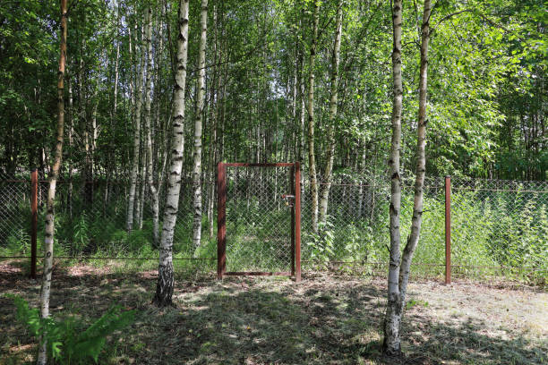 guichet en clôture en treillis dans la forêt de bouleaux, il n’y a pas de passage, sans personnes - green fence chainlink fence wall photos et images de collection