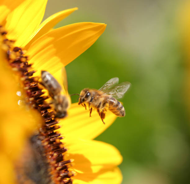 istock bee bees pollen honey flower macro 1329703552