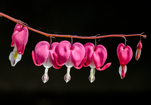 Close up of old fashioned bleeding heart flowers on the very dark background. Details of the blossom are clear.