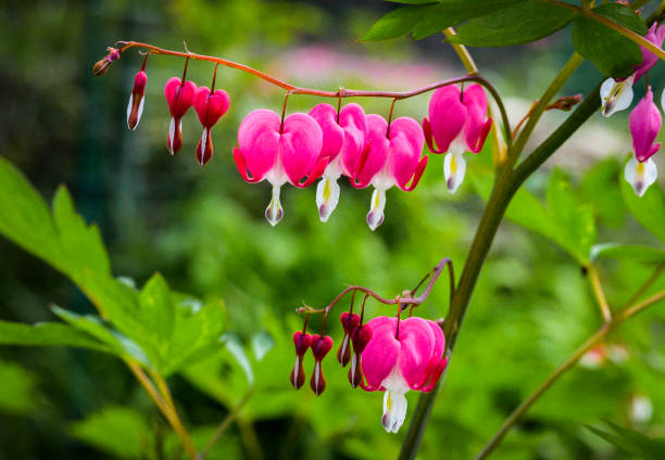istock Bleeding Heart in Garden 1329703617