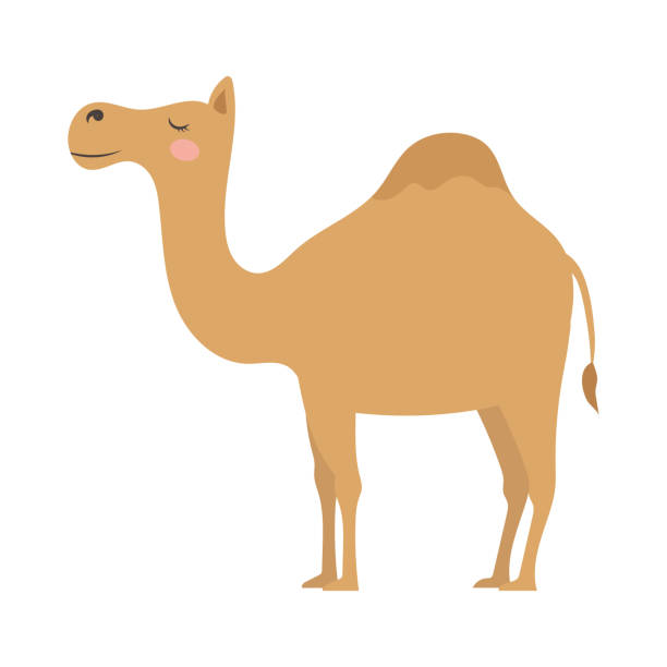 Cute cartoon one humped camel, flat style illustration. Cute cartoon one humped camel, flat style illustration. safari animal clipart stock illustrations