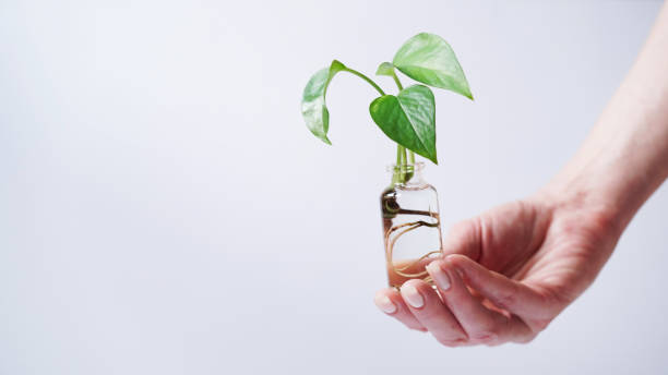 main femelle tenant jeune plante de pousse pothos d’or, epipremnum aureum, diables lierre, ivy arum, ceylan creeper avec racines bouteille en verre avec fond blanc d’eau, espace de copie. plantes de reproduction par boutures. - ivy houseplant isolated plant photos et images de collection