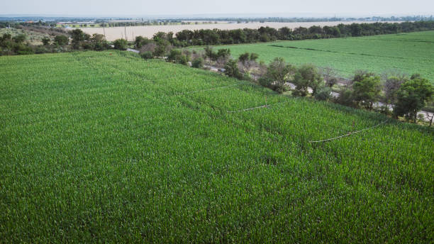 Irrigation system in the corn field. Aerial drone photography DJI Mavic Mini 2