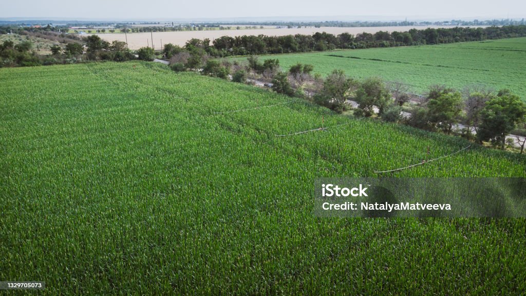 Irrigation system in the corn field. Aerial drone photography DJI Mavic Mini 2 Aerial View Stock Photo