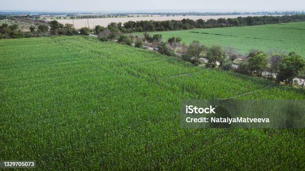 Irrigation System In The Corn Field Aerial Drone Photography Dji Mavic Mini 2 Stock Photo - Download Image Now