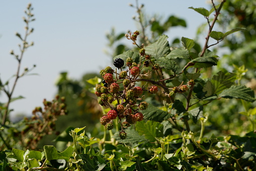 Close-up wild blackberries