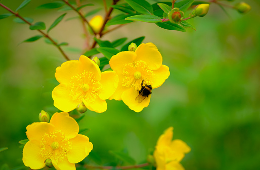 Bee feeding on pollen and nectar in a St John's Wort yellow garden flower