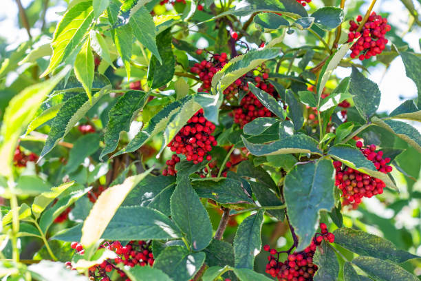 Elderberry Red (Sambucus racemosa) shrub with berries and green leaves in the garden in summer Elderberry Red (Sambucus racemosa) shrub with berries and green leaves in the garden in summer. sambucus racemosa stock pictures, royalty-free photos & images
