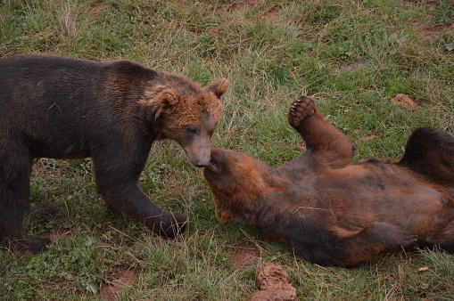 Osos salvajes con pelaje marrón oscuro jugando y comiendo en su hábitat natural. Grupo de osos adultos que luchan en el Parque Natural de Cabarcenoo en Cantabria, España. photo