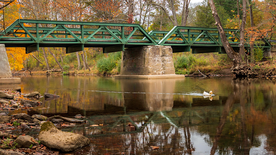 Duck swimming under bridge in Rosemont, NJ in Delaware Township, Hunterdon County, New Jersey