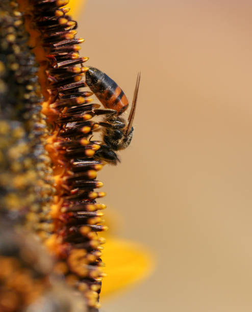 istock bee bees pollen honey flower macro 1329706201