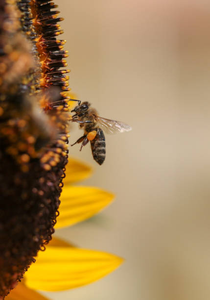 istock bee bees pollen honey flower macro 1329706286