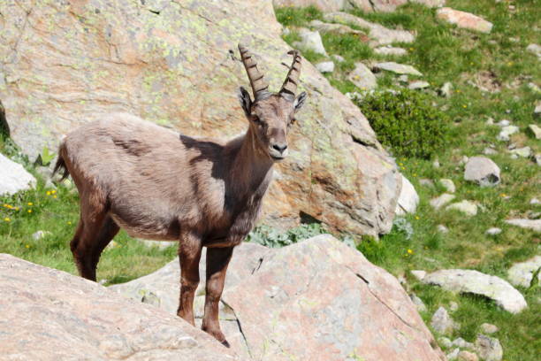 istock Alpine steinbock in Italian mountains 1329706355