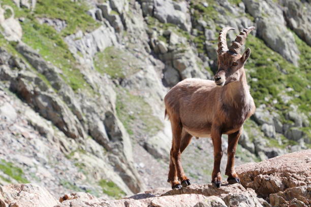istock Alpine steinbock in Italian mountains 1329706357