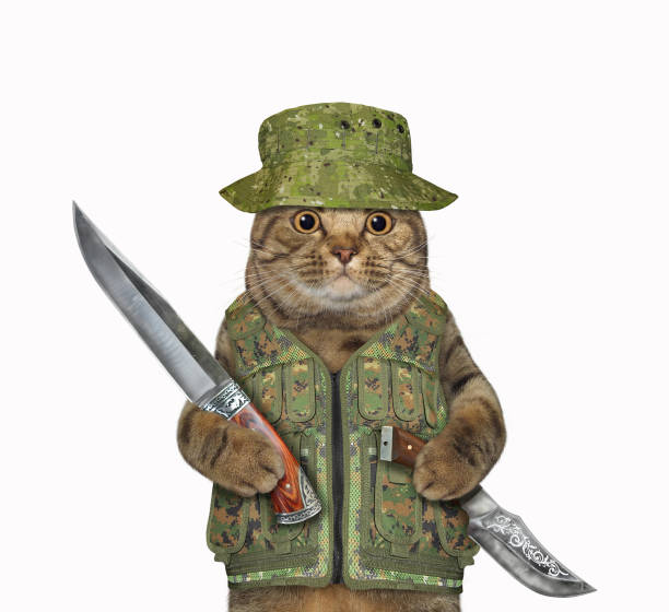 istock Cat holds hunting knives 2 1329706416