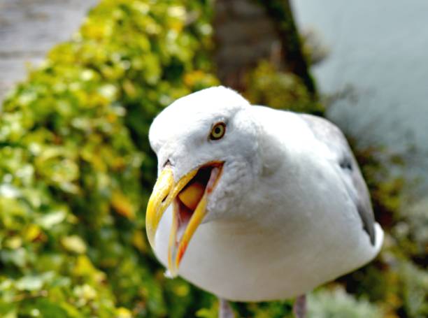 istock Great Britain, Plymouth, harbor area, Seagull, open beak, scolds, begs 1329707291