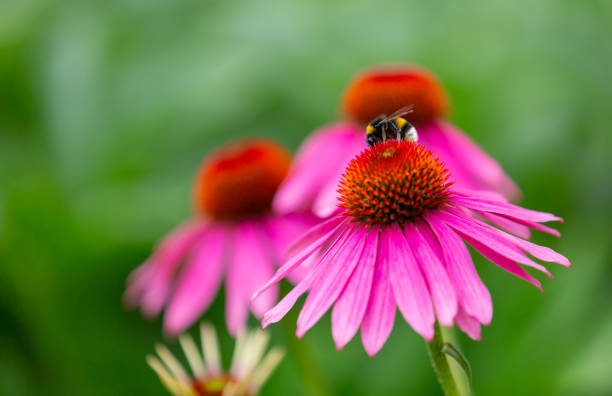 un abejorro cosechando en una flor de cono púrpura (equinácea) en plena floración - coneflower fotografías e imágenes de stock