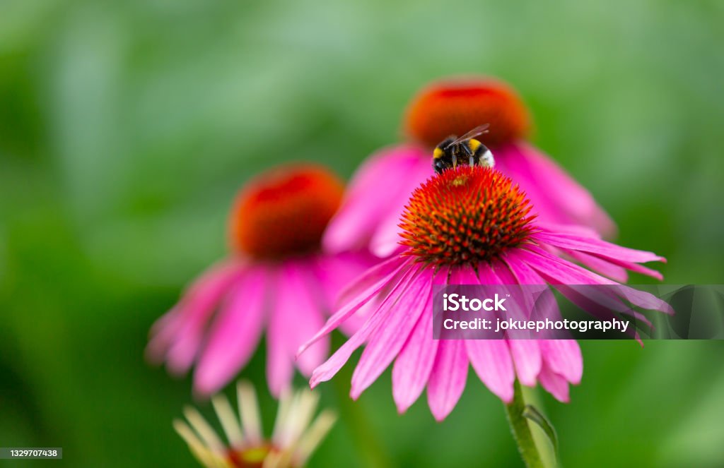 a bumblebee harvesting on a purple coneflower (echinacea) in full bloom Coneflower Stock Photo