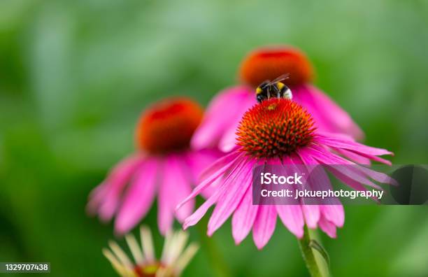 A Bumblebee Harvesting On A Purple Coneflower In Full Bloom Stock Photo - Download Image Now