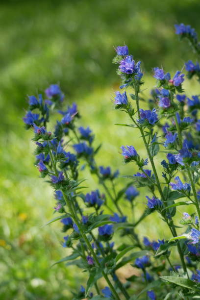 istock Viperine in the garden 1329708625