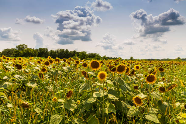 istock Sunflowers A1R_8057 1329708742