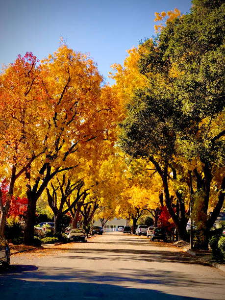 Tree lined street in the fall.