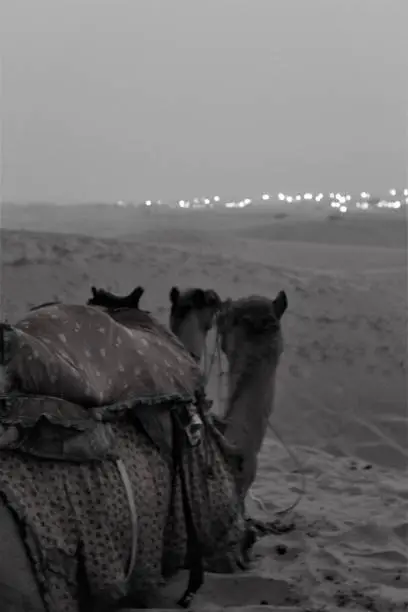 The ship of the desert looking at the city lights in the evening winter desert.