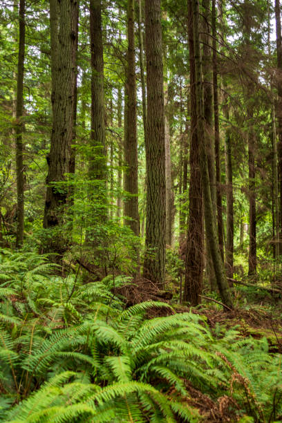 Evergreen trees and ground cover ferns in a rain forest on Whidbey Island in the state of Washington in the Pacific Northwest.