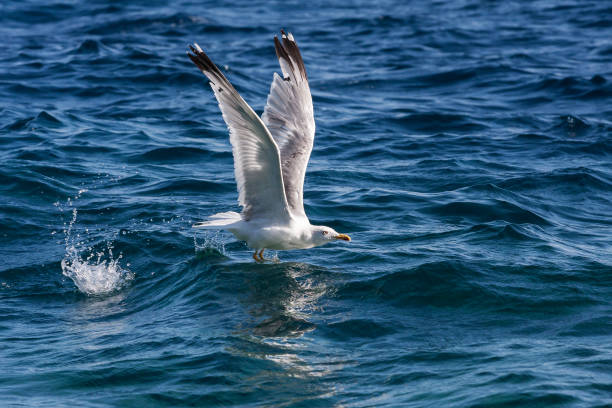 istock Seagull on the sea while fishing. Nice bokeh 1329712126