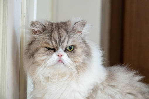 Persian Cat With Yellow Eyes