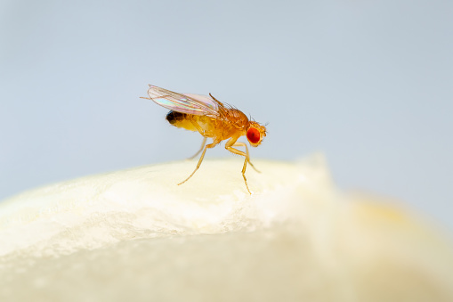 A lot of larvae - maggots and adult of Common fruit fly or vinegar fly - Drosophila melanogaster. It is a species of fly in the family Drosophilidae, pest of fruits and food made from fruits