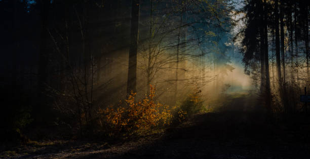 istock beautiful morning foggy light from forest 1329715426