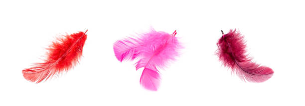 plumes d’oiseaux rose vif isolées sur fond blanc - feather boa feather isolated red photos et images de collection