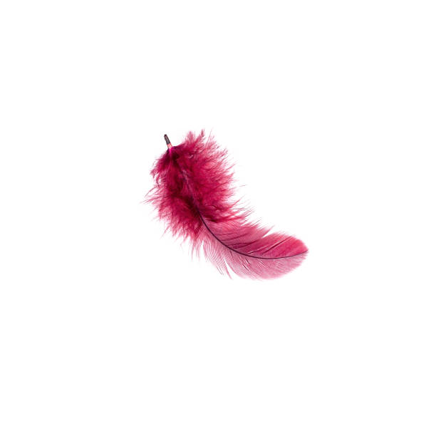 istock Dark pink bird feather isolated on white background 1329716097