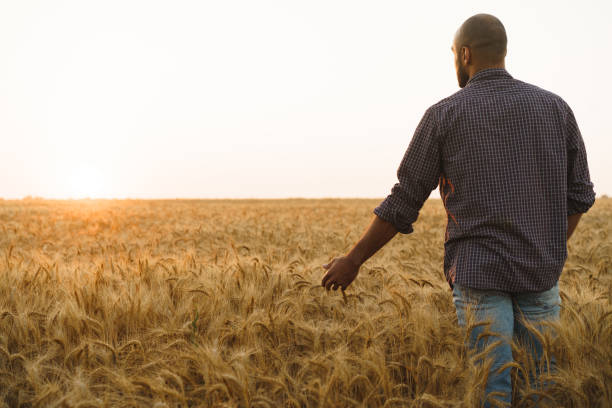 istock Young man standing in wheat field on sunset 1329716701