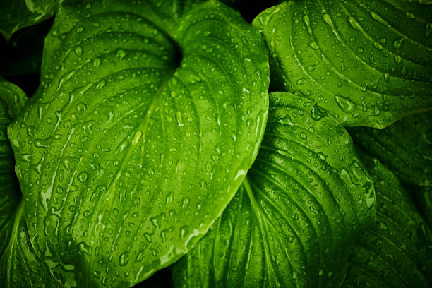 istock Green leaves with raindrops close-up. 1329716802