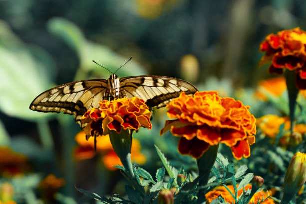 istock swallowtail close-up sits on a marigold in a flower bed 1329718648