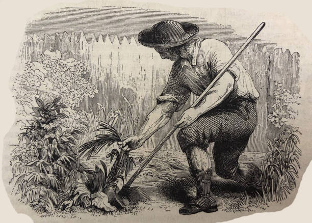 Antique illustration - Harper's Magazine - man in a garden bending down to pull weeds vector art illustration