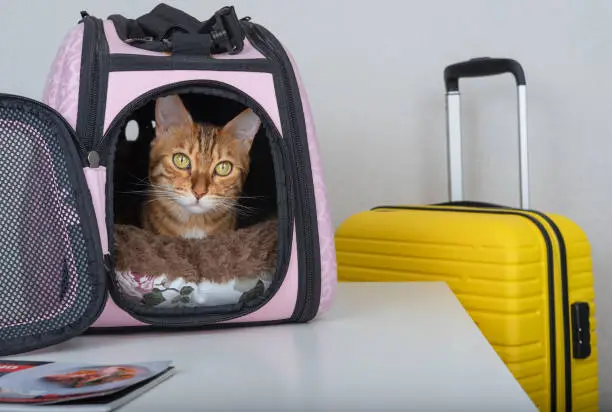 Photo of A Bengal cat looks curiously from a padded carrier next to a suitcase.